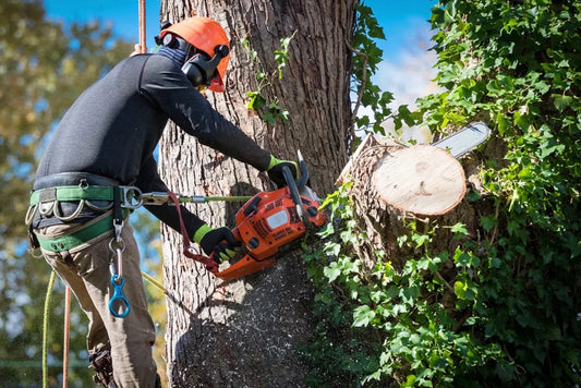 Mid-Summer Tree Trimming in Kansas City: Why It’s Not Too Late