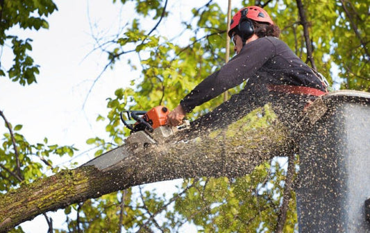 Why Kansas City Homeowners Are Scheduling Tree Trimming Now