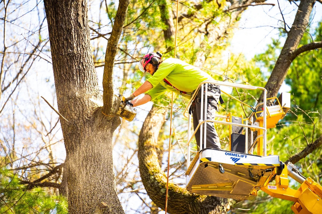 Kansas City Tree Services: Why Budget Tree Pros is the #1 Choice for Your Home or Business