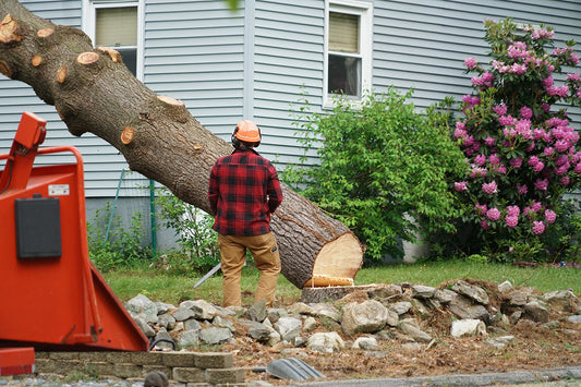 Kansas City Tree Trimming Services: Keep Your Yard Safe, Healthy, and Beautiful