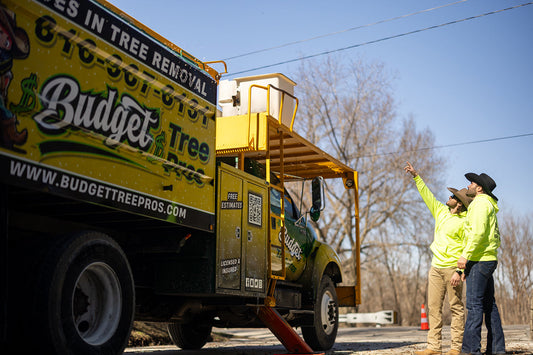 Kansas City’s Go-To Tree Service: Affordable Tree Trimming & Removal Near You