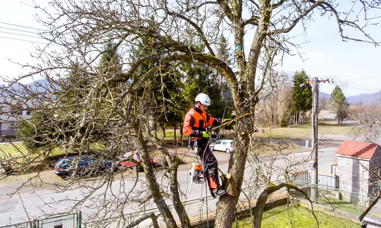 Kansas City’s Trusted Tree Experts: Why Regular Tree Maintenance Matters