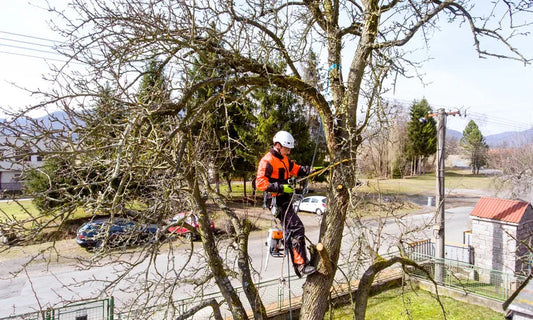 Kansas City’s Trusted Tree Experts: Why Regular Tree Maintenance Matters