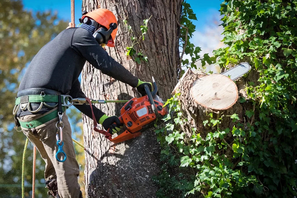 Mid-Summer Tree Trimming in Kansas City: Why It’s Not Too Late