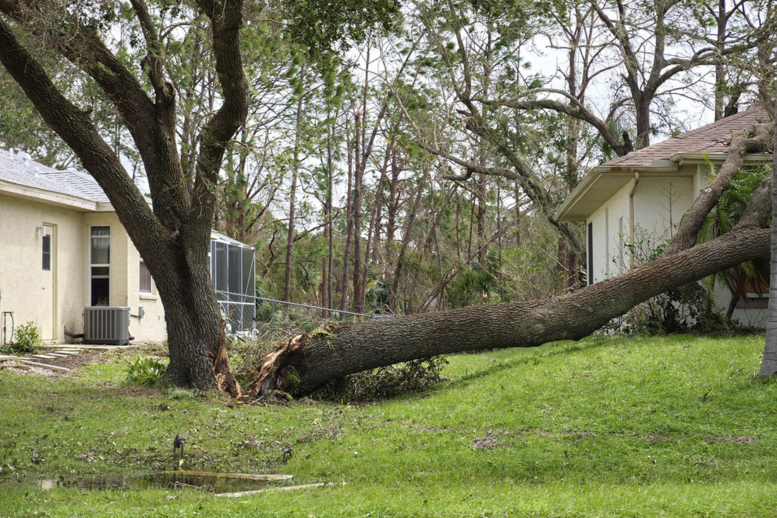 Overgrown Trees? Why Now’s the Time to Trim in Kansas City