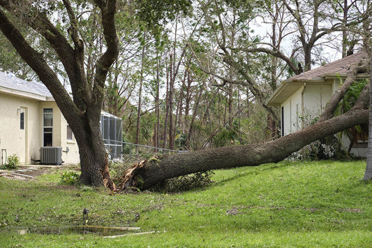 Overgrown Trees? Why Now’s the Time to Trim in Kansas City