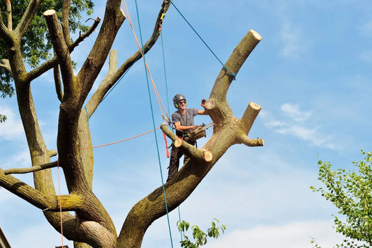 Why Regular Tree Maintenance Is a Smart Investment for Kansas City Homeowners