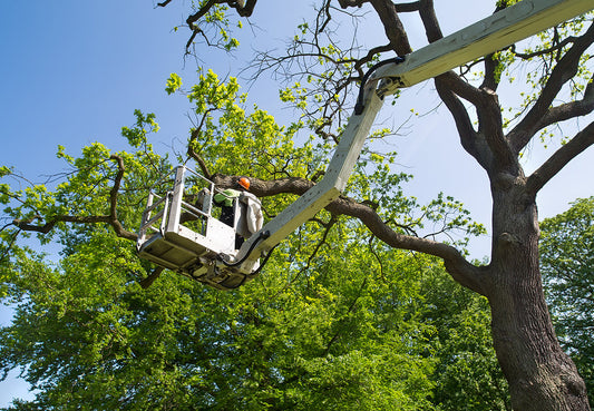 When Is the Best Time to Trim Your Trees?