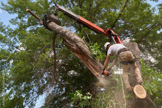 🌳 Late Summer Tree Care in Kansas City: Don’t Wait for the Fall Rush
