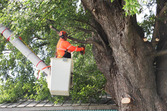 Prevent Winter Damage with Professional Tree Trimming in Kansas City